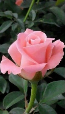 Ramo Funerario 7 Rosas Rosadas, Rosas para el Tanatorio, Ramo de Flores para dar Condolencias, Ramos Funerarios para Puerto Real, Flores para Difuntos