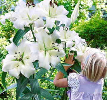 Ramos Flores Finlandia, Floristería Online, Arreglos Florales, Ramos de Flores para Regalar, Flores Blancas, Comprar Flores, Flores en Puerto Real